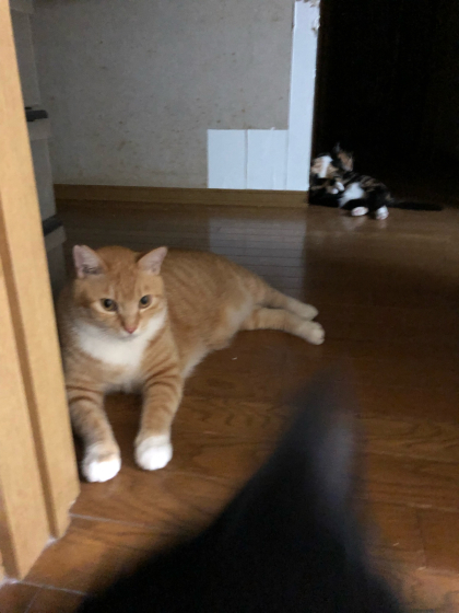 猫ごっちゃり_e0355177_00325488.jpg