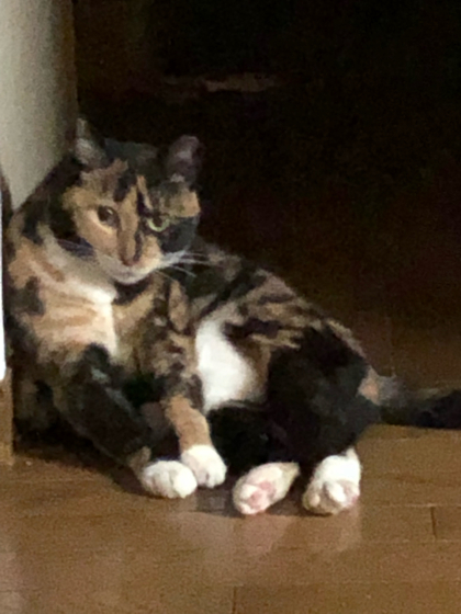 猫ごっちゃり_e0355177_00325593.jpg
