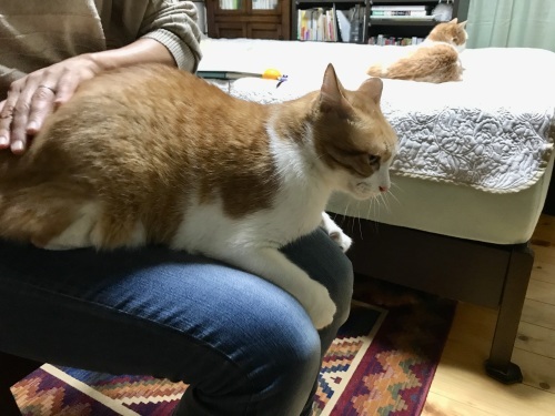 猫スクール講師養成講座「猫よろず」初日_f0054677_07385576.jpeg