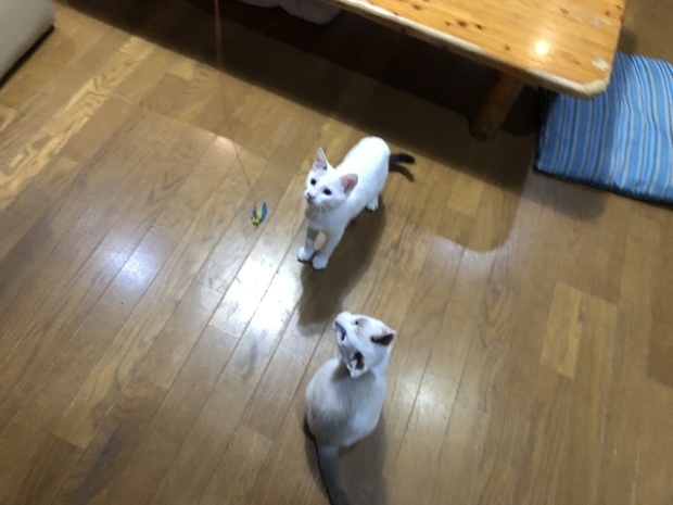 b0377882_22545406.jpeg