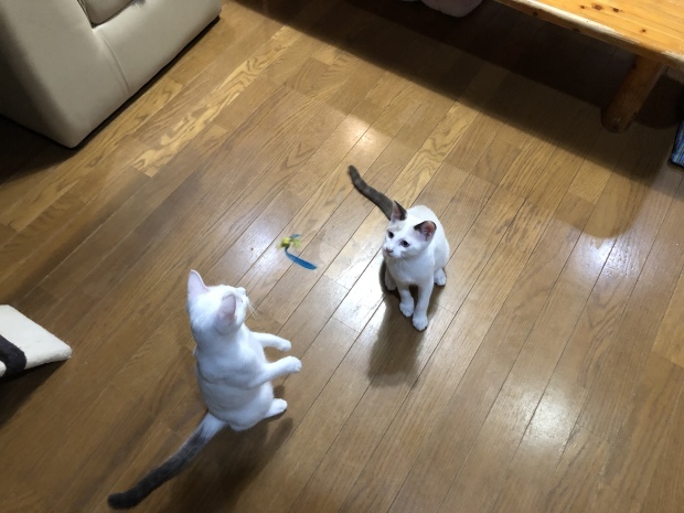 b0377882_22552158.jpeg