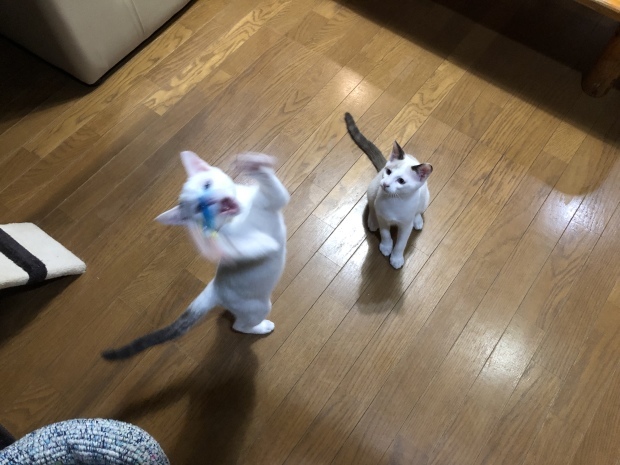 b0377882_22553742.jpeg