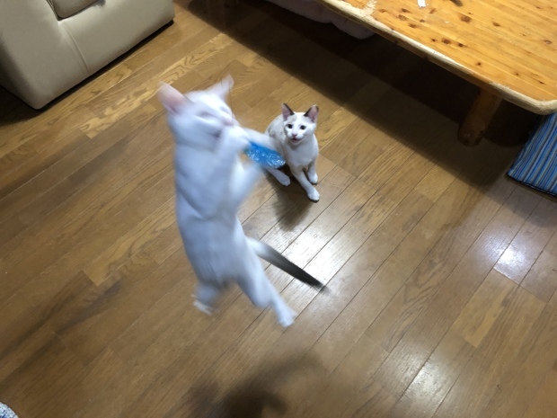 b0377882_22555629.jpeg
