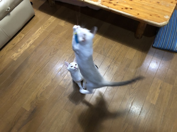 b0377882_22560935.jpeg