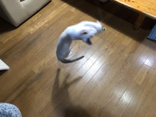 b0377882_22562552.jpeg