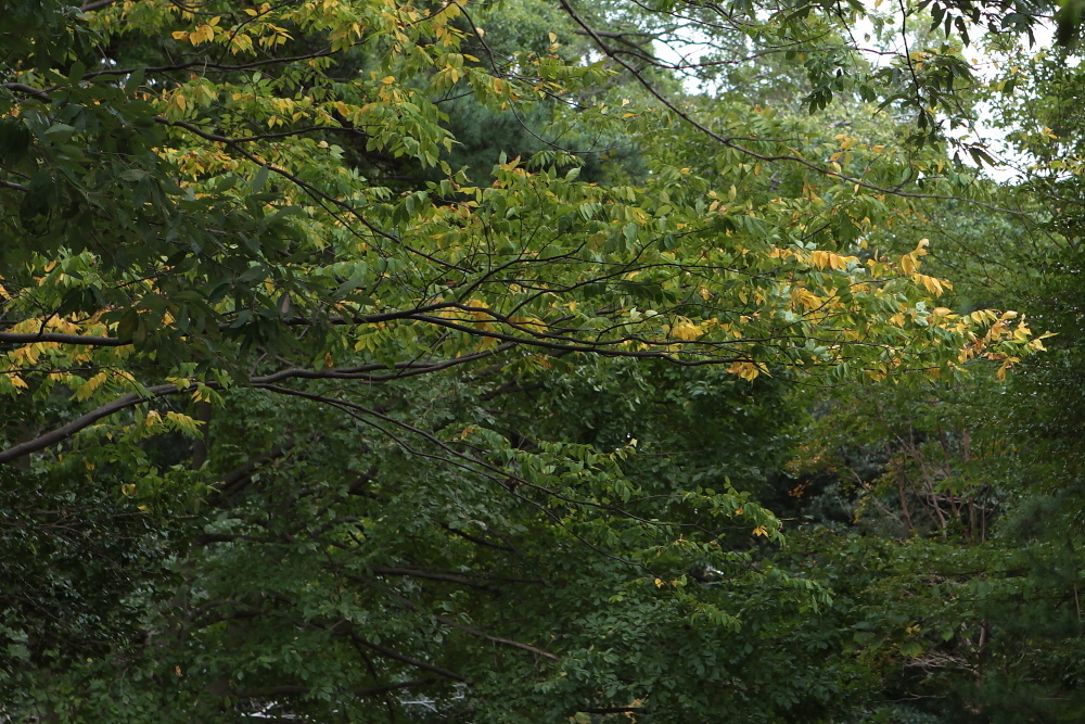 e0165983_11023515.jpg