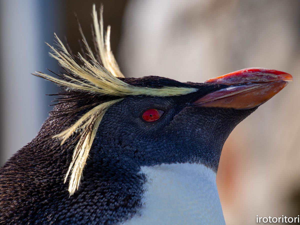 カッコいい イワトビペンギン 19 10 24 いろとりとり カッコいい イワトビペンギン 19 10 24 いろとりとり