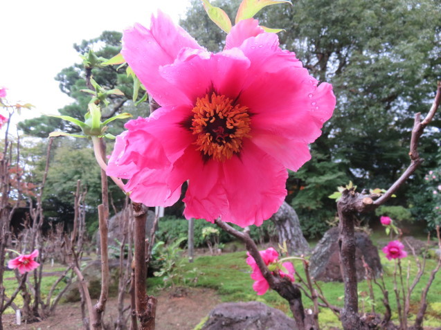 日本庭園 由志園_f0204295_16465392.jpg