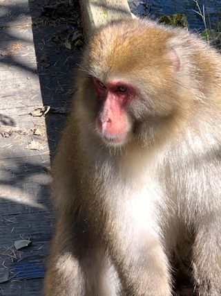 シャンパパが一人で「上高地」に♪_c0090198_18123221.jpg