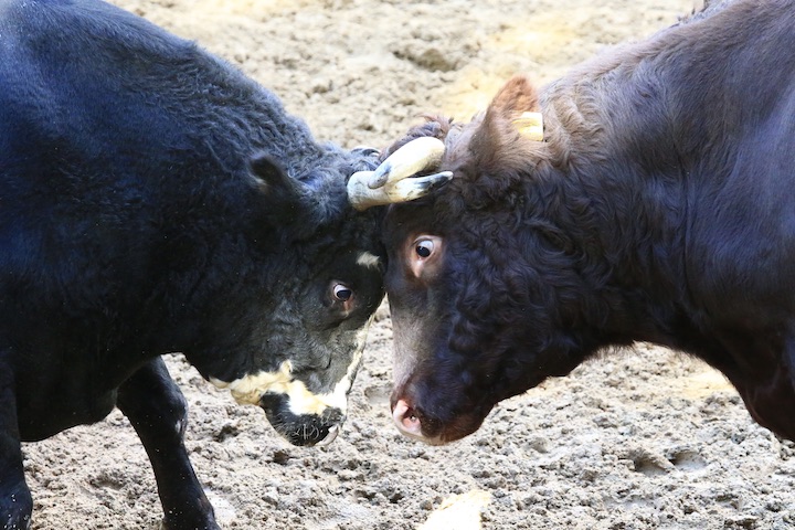 10/23 山古志闘牛 小文吾-庄八_b0016600_1253364.jpg