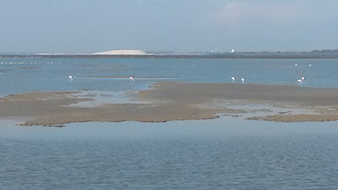 Camargue : カマルグ_f0038600_13330082.jpg