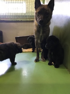 【犬・移動先募集】センター(支所)収容(10/28訪問)_f0242002_09523401.jpg
