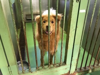【犬・移動先募集】センター(支所)収容(10/28訪問)_f0242002_09555359.jpg