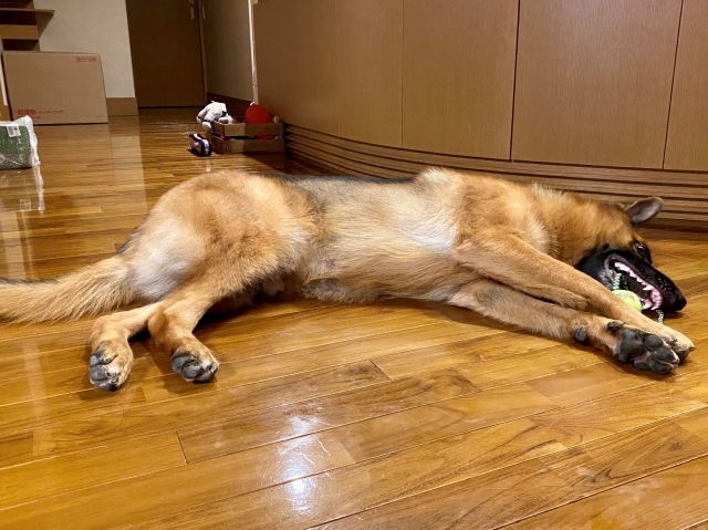 シェパードの勝利_d0360206_01231285.jpg
