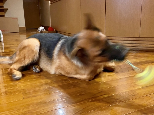 シェパードの勝利_d0360206_01232019.jpg