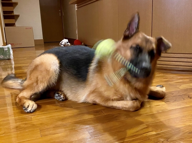 シェパードの勝利_d0360206_01232444.jpg