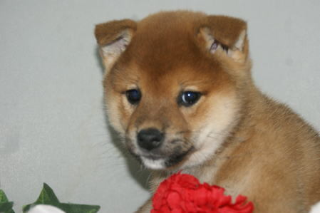 いわき市近郊で赤柴犬を探すなら 宮城県のペットショップ 宮城 仙台ペットショップ鈴花 いわき市近郊で赤柴犬を探すなら 宮城県のペットショップ 宮城 仙台ペットショップ鈴花