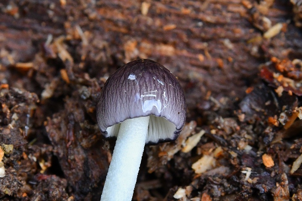 f0340732_21255155.jpg