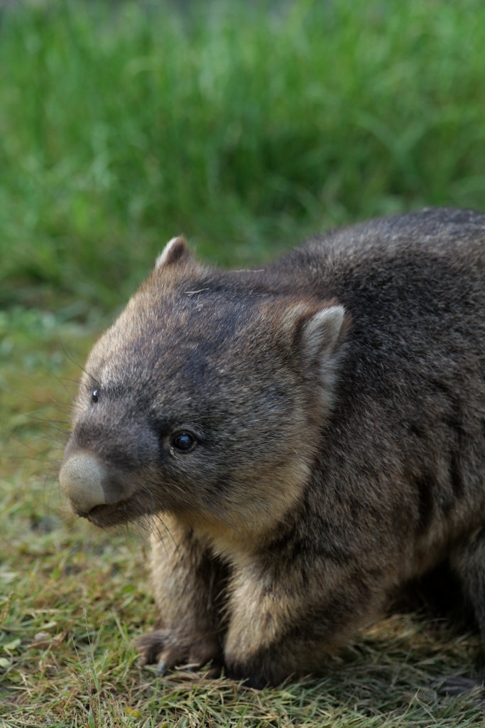 ウォンバット君 再会 池田市 五月山動物園_f0050534_21230907.jpg