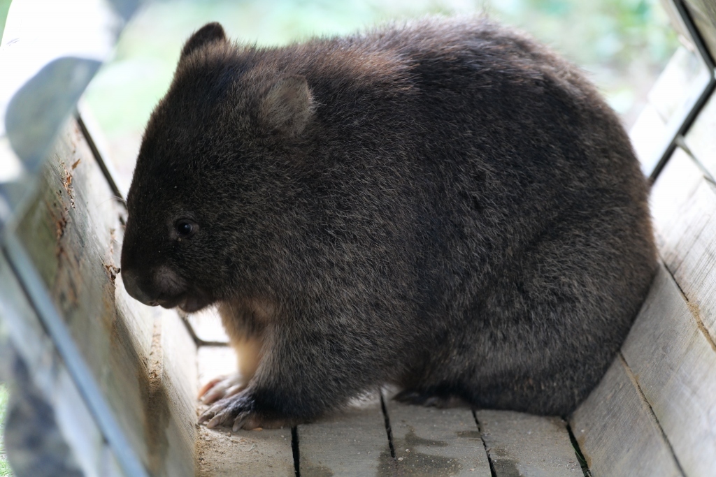ウォンバット君 再会 池田市 五月山動物園_f0050534_21230952.jpg