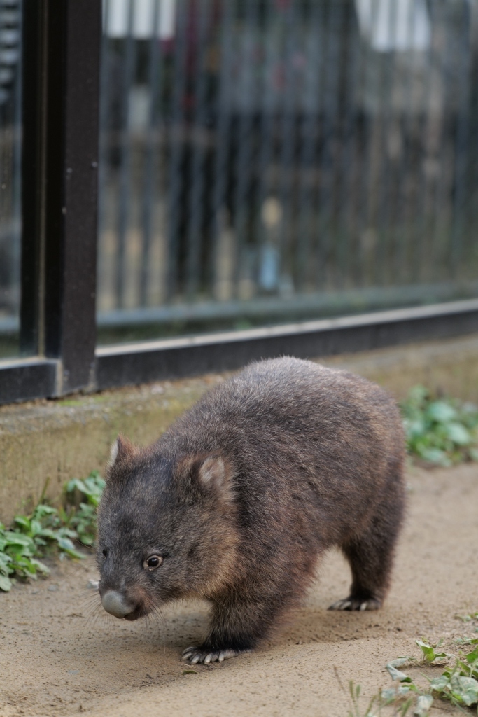 ウォンバット君 再会 池田市 五月山動物園_f0050534_21230980.jpg