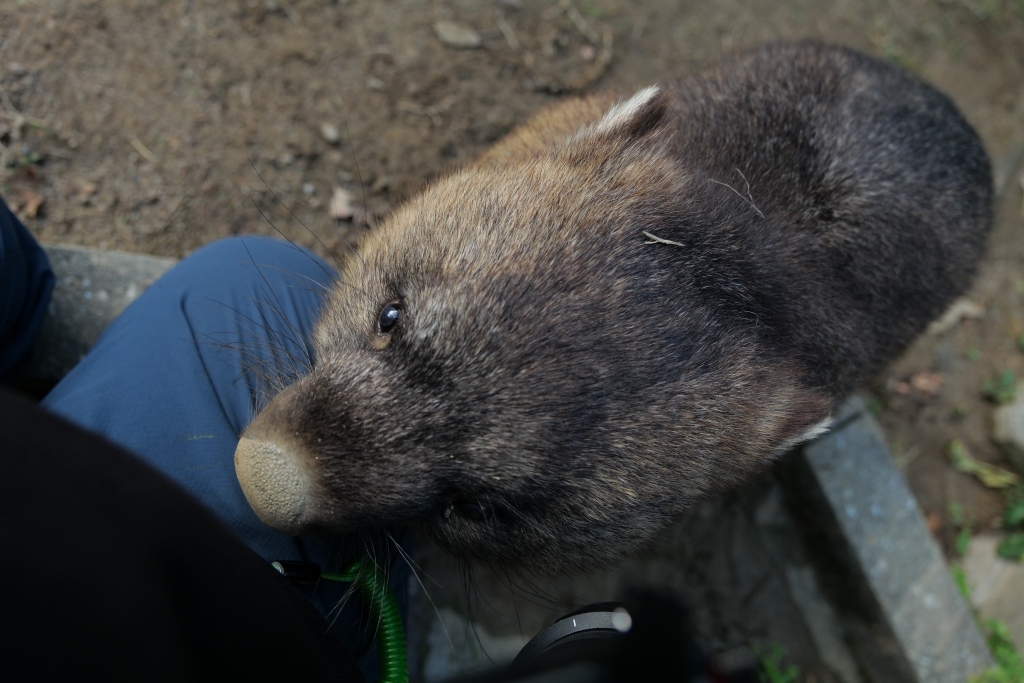ウォンバット君　再会　池田市　五月山動物園_f0050534_21325406.jpg