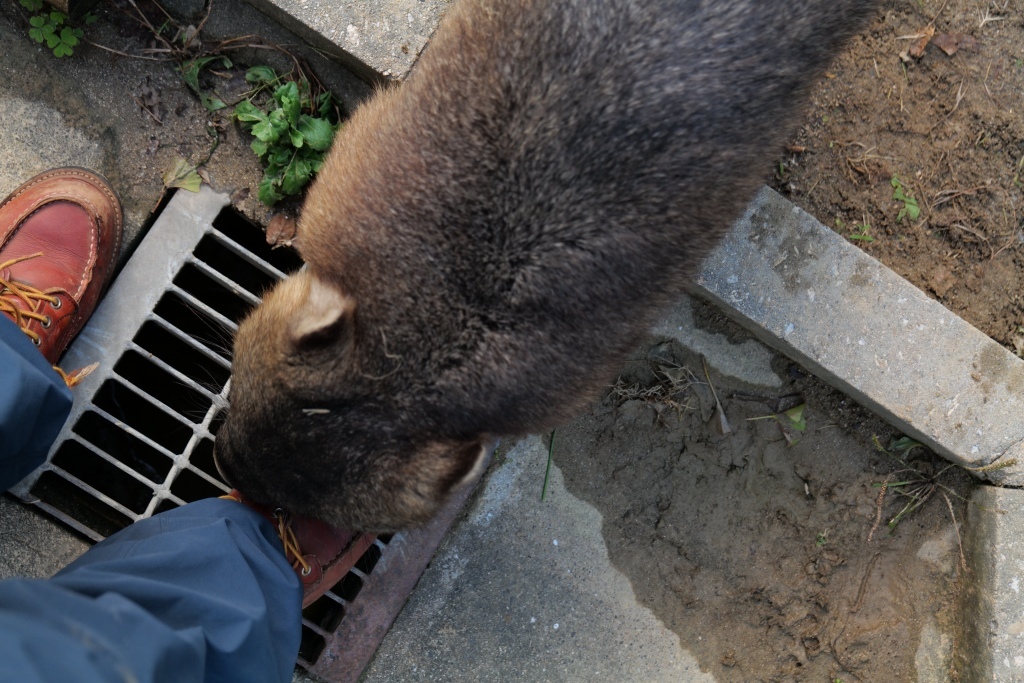 ウォンバット君　再会　池田市　五月山動物園_f0050534_21325474.jpg