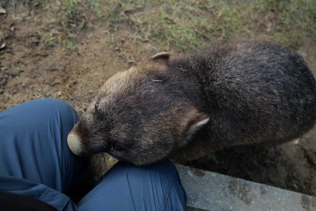 ウォンバット君　再会　池田市　五月山動物園_f0050534_21334971.jpg
