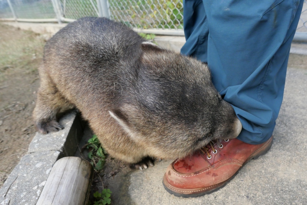 ウォンバット君　再会　池田市　五月山動物園_f0050534_21354319.jpg