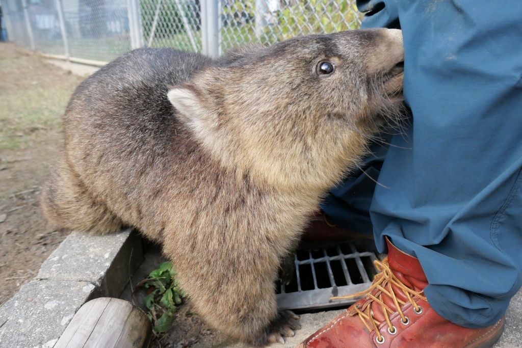 ウォンバット君　再会　池田市　五月山動物園_f0050534_21354371.jpg