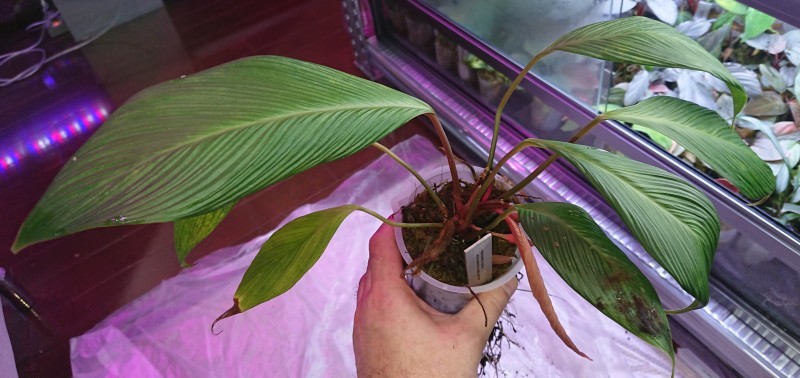 Homalomena plicata Ache Sumatera LA0915-4T 蛇腹 : まっけの