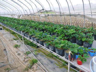 熊本産高級イチゴ『完熟紅ほっぺ』 令和元年も12月上旬からの出荷予定!定植後の様子を現地取材!_a0254656_17413708.jpg