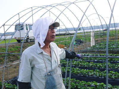 熊本産高級イチゴ『完熟紅ほっぺ』 令和元年も12月上旬からの出荷予定!定植後の様子を現地取材!_a0254656_17532926.jpg