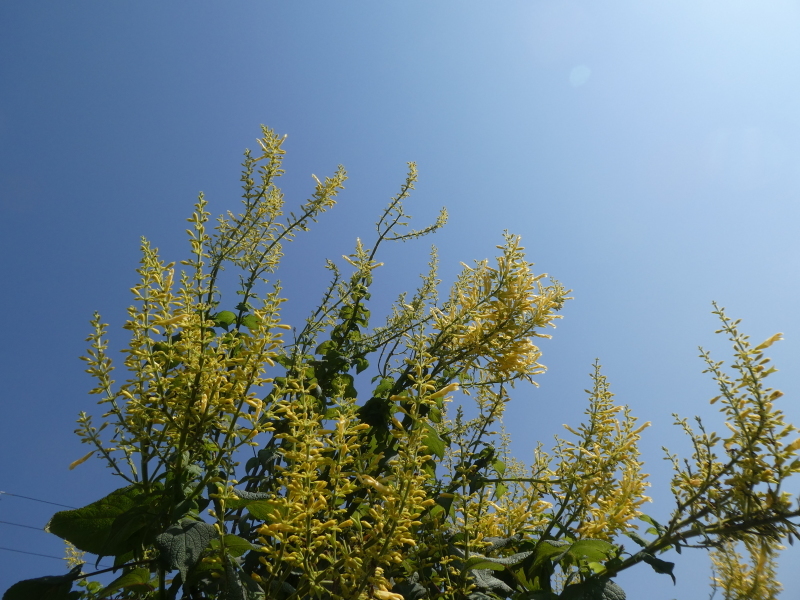 タマネギ500本植付準備完了・・・我が家の農園_c0108460_17425862.jpg