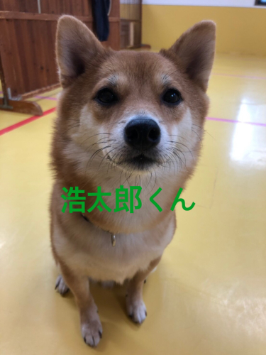 可愛い豆柴くん🐶_f0357682_00333094.jpg