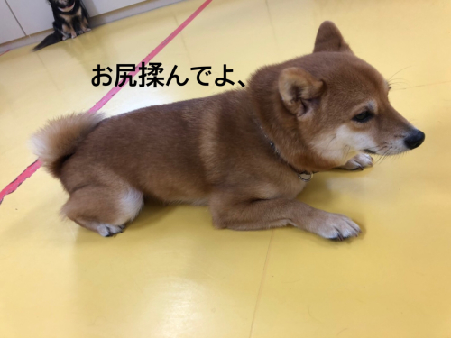 可愛い豆柴くん🐶_f0357682_00353091.jpg