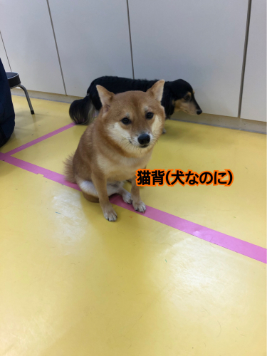 可愛い豆柴くん🐶_f0357682_00405082.jpg