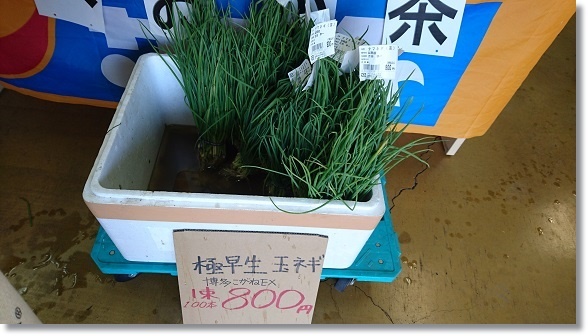 玉ねぎ植え付けとアサギマダラ すきな ことに かこまれて