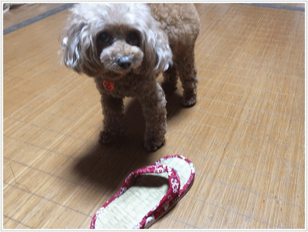 毎日夕ご飯の後のさくらと大の楽しみは、ほんの1時間ほどの二階でのまったりタイムらしいです(*⌒∇⌒*)テヘ♪_b0175688_20164064.gif