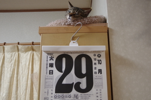 あなたがいるから頑張れる 今日もネコと戯れる あなたがいるから頑張れる 今日もネコと戯れる