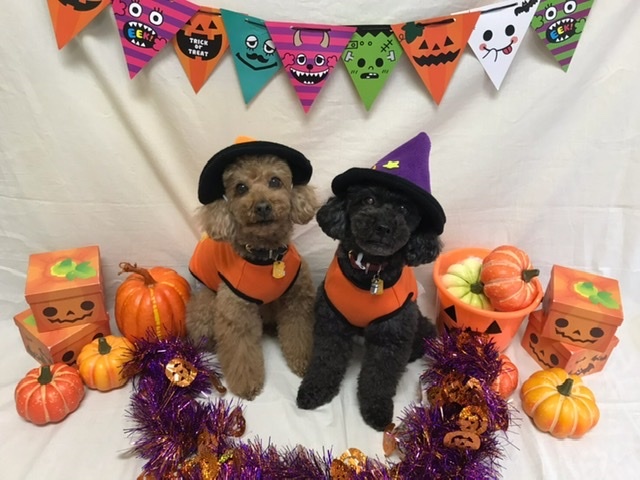 Happy Halloween_b0211097_23173563.jpeg
