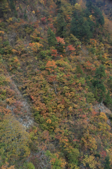 苗場 ドラゴンドラ _a0357206_19452052.jpg