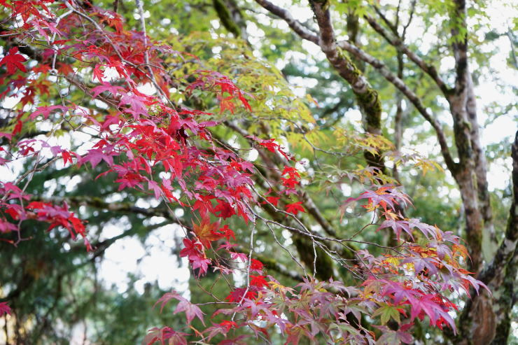 高野山へ_a0136507_21405970.jpg