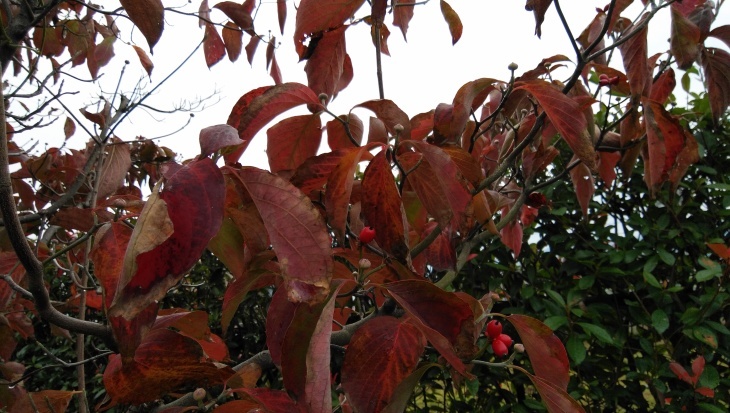 ハナミズキの実も葉も大分赤く染まる 1910 31 徳ちゃん便り