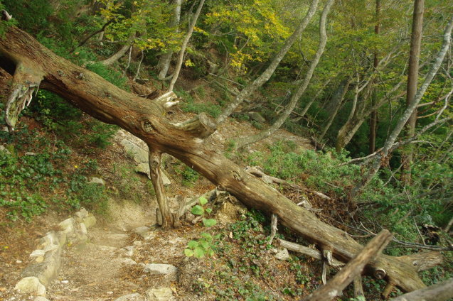 No 187  比良山系　武奈ヶ岳登山(2019.10.26～10.27)_d0341514_22140391.jpg