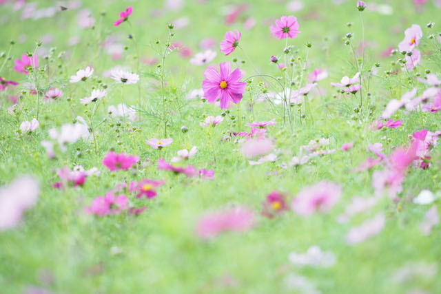 それぞれのコスモス 武庫川河川敷コスモス園 心の万華鏡