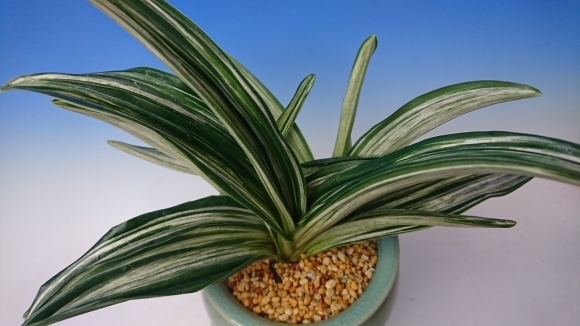 万年青 千代田の松 : 蘭万園日記