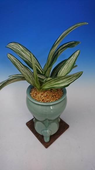 オモト 万年青 「千代田の松」 万年青 オモト 千代田の松 陶器鉢（O33