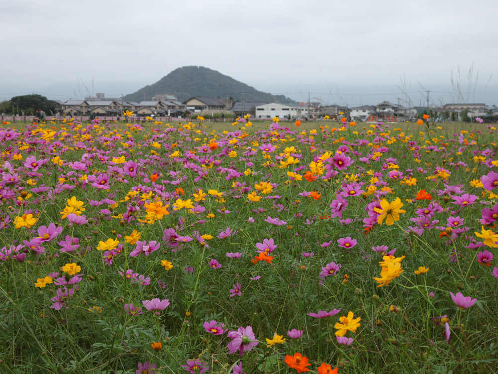 橿原市　藤原宮跡　コスモス　２_c0108146_11042958.jpg