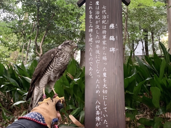 (Repost)【11月3日 小石川後楽園 瘞鷂碑(えいようひ)建立200年記念行事 「鷹の舞」】_c0132048_06523766.jpeg